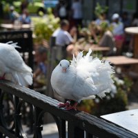 Солнечный город :: redfox 