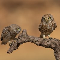 Строгая мама :: Евгений Фруман