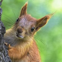 "Орехи предъявите..." :: Андрей Жданов