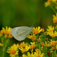 бабочки августа 6 :: Александр Прокудин