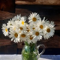 Ромашек нежное звучанье! :: Нина Андронова