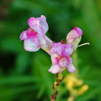 Львиный зев :: Светлана 