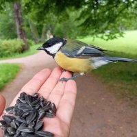 Синица :: Сапсан 