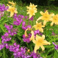 Флокс и лилейник :: Сапсан 