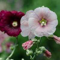 *** :: Виктор Иванович Чернюк