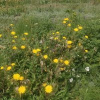 Цветы полевые :: Андрей Хлопонин