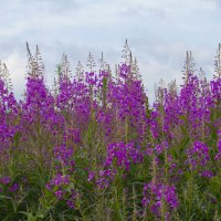 Кипрей узколистный :: Олег Денисов