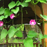 Ипомея на беседке :: Людмила Смородинская