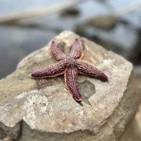 Привет с Тихого океана) :: Татьяна Лютаева