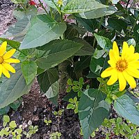 Цветы. :: Владимир Драгунский