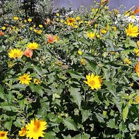 Цветы. :: Владимир Драгунский Цветы. :: Владимир Драгунский