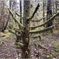 Замшелая ёлочка. :: Валерия Комова