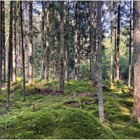 Летний лес. :: Валерия Комова