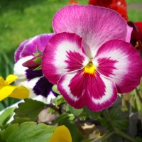 Анютины глазки :: Victoria Анютины глазки :: Victoria