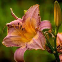 Лилия :: Игорь Сикорский