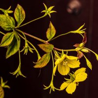 Свет и тень. :: Петр Беляков