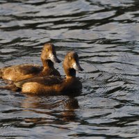 Внимание! Птичка! :: Магомед .