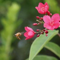 Цветок :: Аркадий Басович