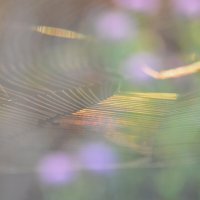 Мелодия летнего утра...на струнах, сотканных из солнца... :: Надежда Куркина 