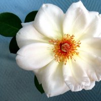 Королева сада (1) :: Егор Бабанов