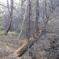 По берегам Шестаковки :: Anna Ivanova