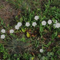 июль :: Елена Шаламова