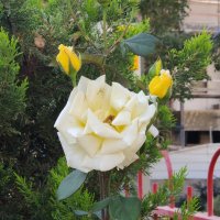 Розы :: Светлана Хращевская