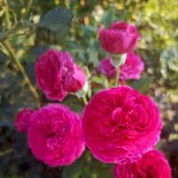 Розы :: Татьяна Пальчикова Розы :: Татьяна Пальчикова