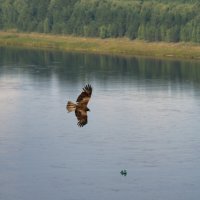 Полёт над Ангарой :: Сергей Шаврин