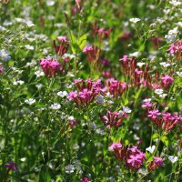 Цветы :: Мишель71 