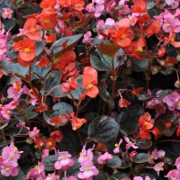 Бегония :: Татьяна Машошина