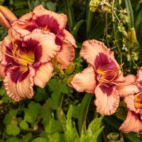 Лилия. :: Lucy Schneider 