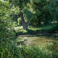 Утреннее солнце. :: Lucy Schneider 