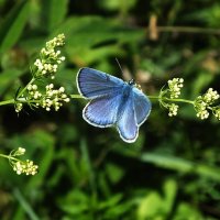 ** :: Зоя Мишина ** :: Зоя Мишина