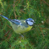 ...прячется от хищника... :: Andrey Bragin 