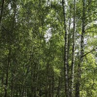 По лесной тропинке... :: Freddy 97 По лесной тропинке... :: Freddy 97