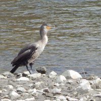 Баклан :: Екатерина Панова