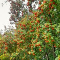 Скоро осень. :: Мила Бовкун Скоро осень. :: Мила Бовкун