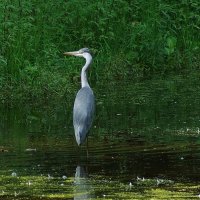 Цапля Пруд "Баранка" :: Леонид leo