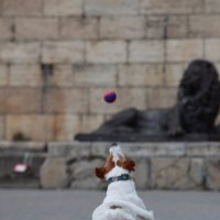 Собака 2 :: Валентина Филатова