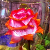 Роза :: Наталья 