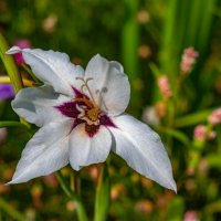 Цветок Ацидантера. :: Анатолий Нецепляев