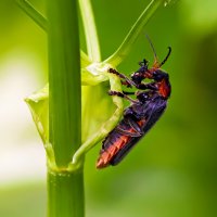 жук,обед :: Laryan1 