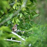 Кажется он меня "засёк" ! :: Андрей Катков