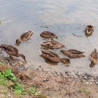 Кряквы :: Сапсан 