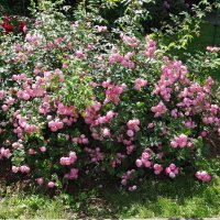 Розарий Ботанического сада :: Лидия Бусурина Розарий Ботанического сада :: Лидия Бусурина