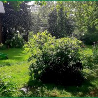 Грибной дождик. :: Ольга Довженко