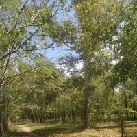 Август :: Андрей Хлопонин