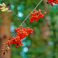 *** :: Леонид leo