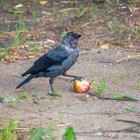 Это моя добыча :: Марина Алексеева